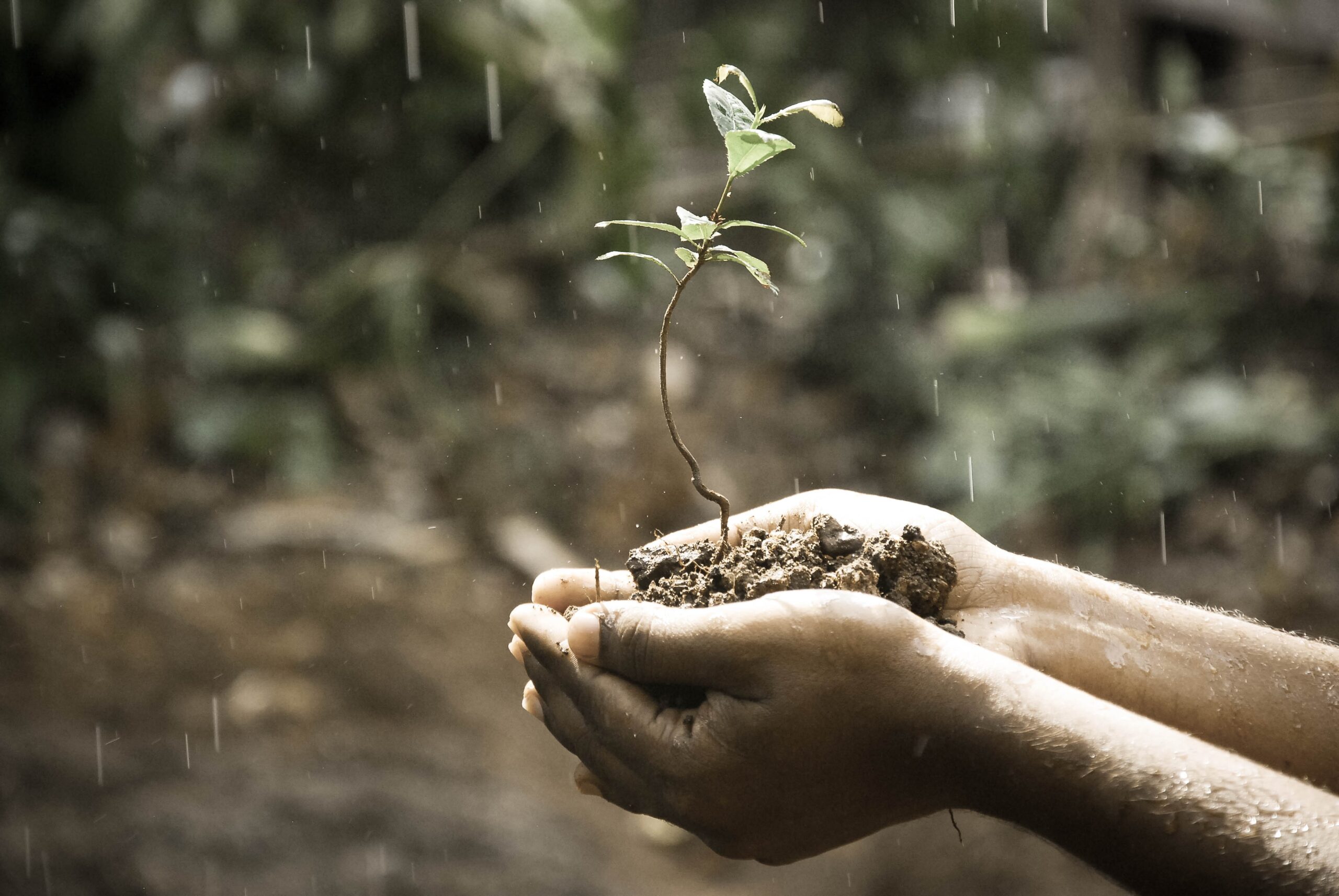 Hands cupping a tiny sapling with soil as rain falls.